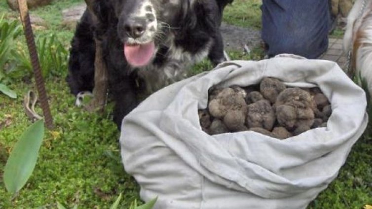 Наше куче засенчи Индиана Джоунс