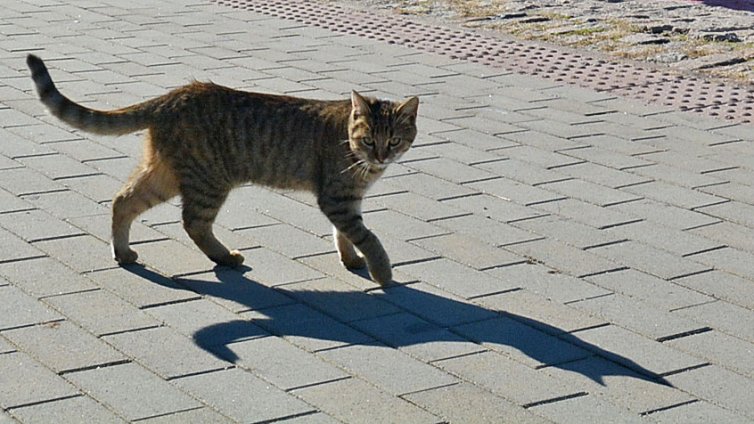 Мъж застреля котка пред очите на стопанката ѝ и шестгодишно дете