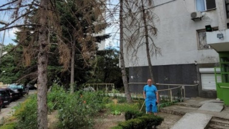 В кв. "Чайка" живеят в страх от изсъхнали дървета 