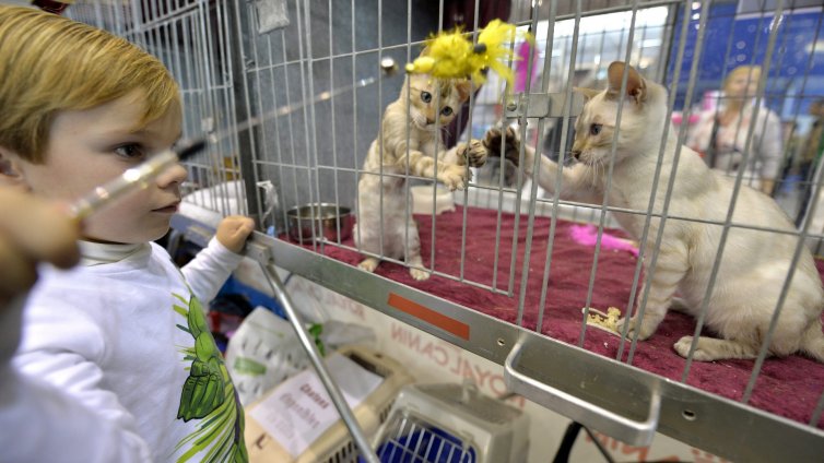 Котки от 7 държави си оспорват Балканската купа