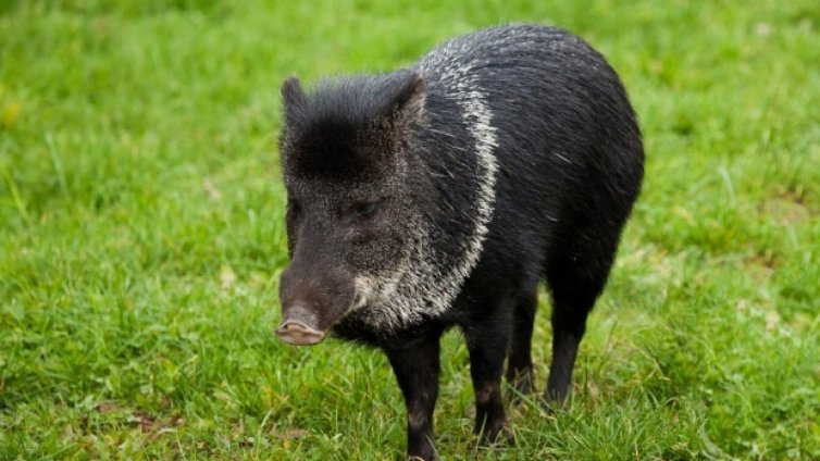 Африканска чума по свинете на 120 км от Силистра