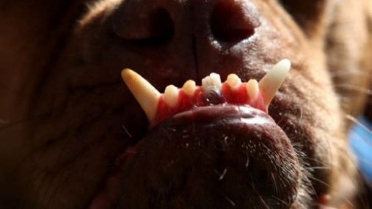 Ужасяващо! Куче нахапа главата на дете