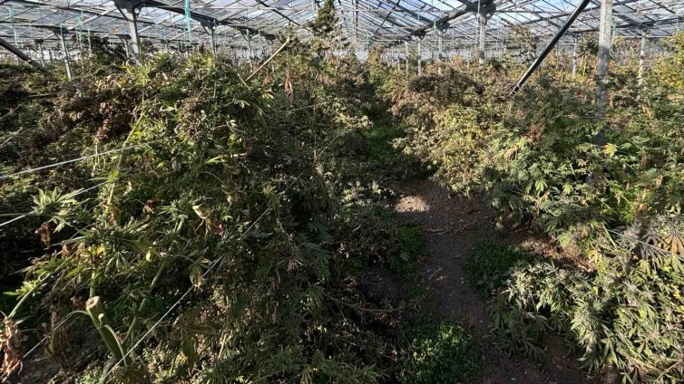 Откриха огромна наркоплантация край Каварна