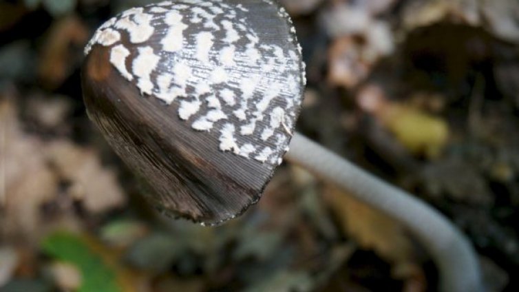 Пъстри, красиви и опасни – сезонът на гъбите започна