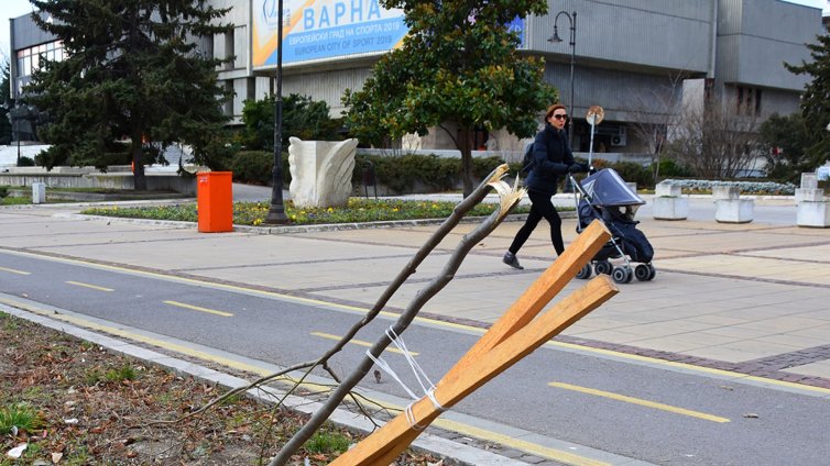 Вандали скършиха дръвче пред община Варна (СНИМКИ)