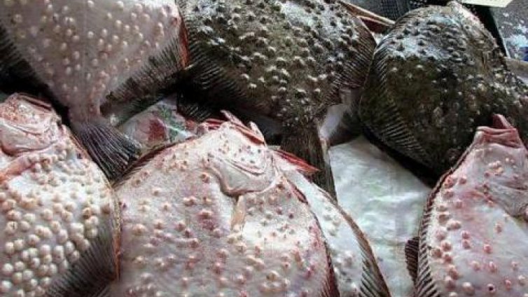 Увеличение с над 30% на квотата ни за улов на калкан в Черно море