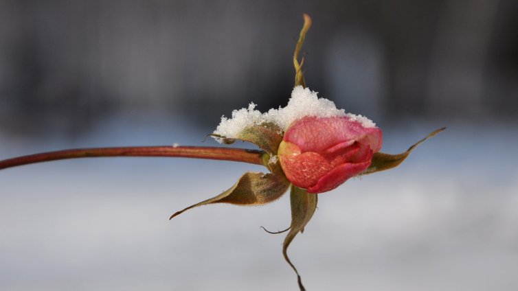 Роза цъфна сред снега във Варна