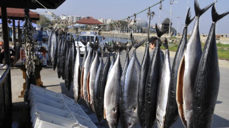 Наслука за рибарите: Морето ври от паламуд