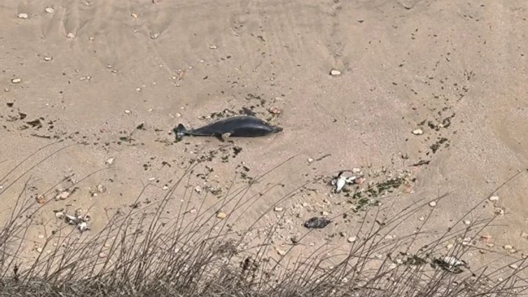 Три мъртви делфина изхвърли последните дни морето край бреговете на Балчик
