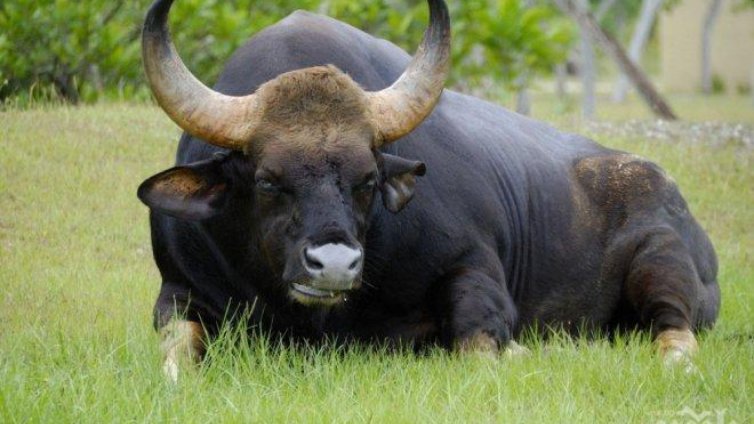 Разярен бик нападна и парализира петричанин