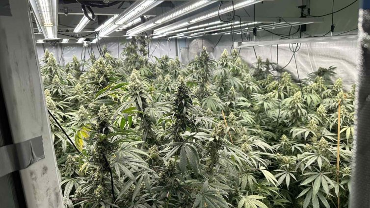 Разкриха 2 високотехнологични наркооранжерии в „Чайка“ и „Трошево“