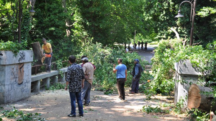 Две стари дървета паднаха върху мост в Морската градина (СНИМКИ)