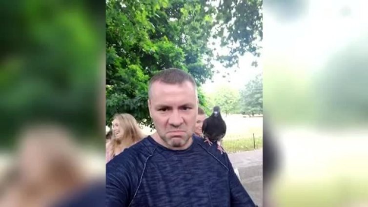 Хазарта се снима с гълъб, но не Донев
