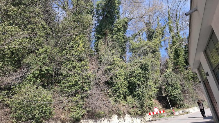 Бръшлянът масово убива дървета във варненските паркове