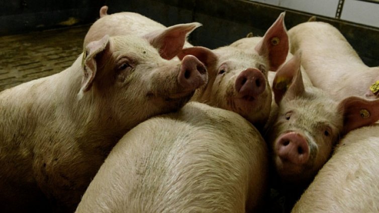 В Тутраканци плашат с протести, ако не получат обезщетения за умъртвените свине