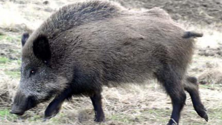 Утре се открива груповият лов на дива свиня 