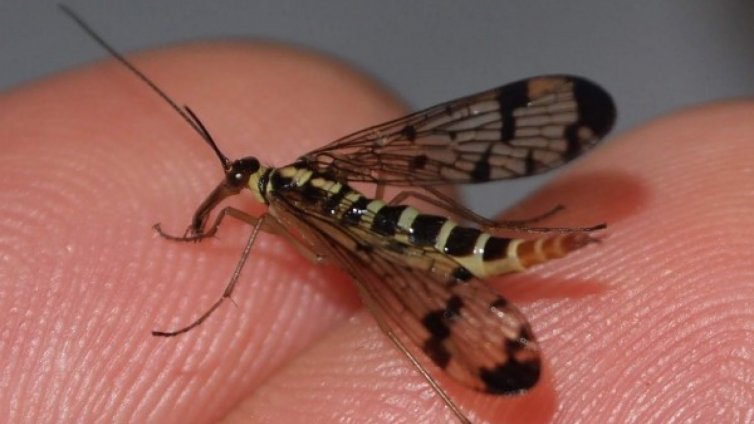 Комарът със "Зика" вече и у нас, но без паника