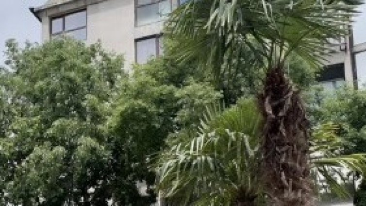 Палмите в центъра на Варна са сред най-студоустойчивите растения в света