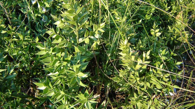 Билка, купена от фармацевт, едва не уби семейство в София  