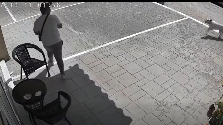 Герои! Улични кучета осуетиха кражба в Кърджали (ВИДЕО)