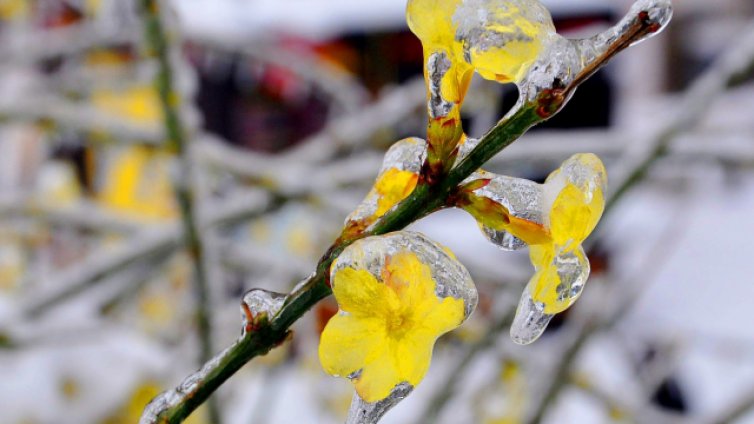Студът не отстъпва, Кнежа се събуди при -21°C
