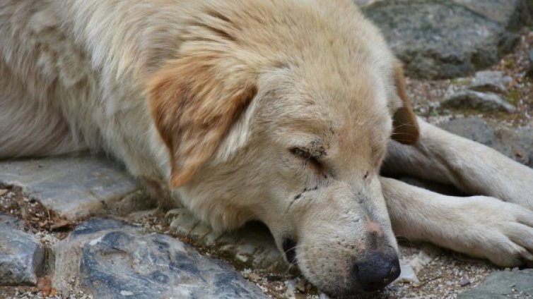 Масово тровене на кучета и котки стресна Петрич