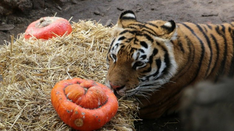 Виц на деня - 15 ноември