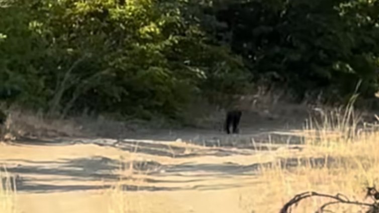 Черната пантера израснала у нас? От години обикаляла източната част на Стара планина