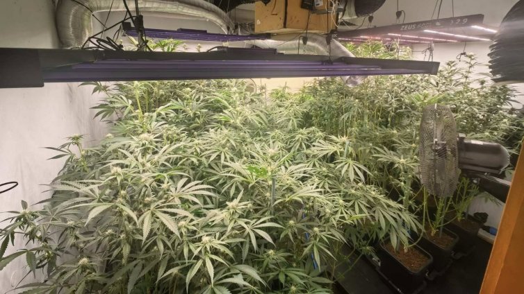 14-та поред наркооранжерия разкриха полицаите във Варна за тази година (СНИМКИ)