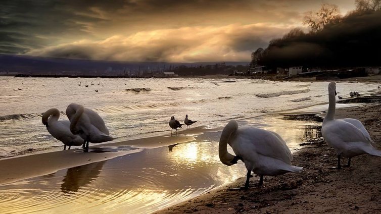 Животът в Черно море ще бъде силно засегнат от климатичните промени