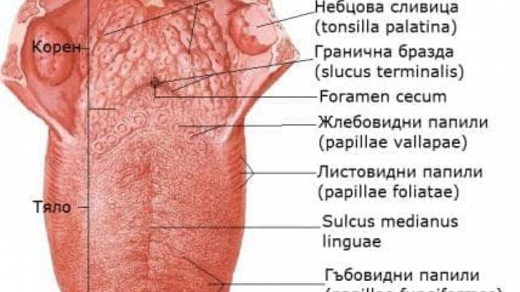 Езикът издава болно сърце