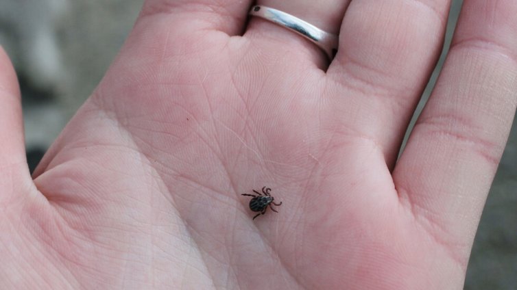 Заради топлото време във Варна 12 души пропищяха от кърлежи