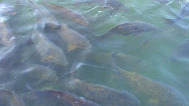 Инспектори към ИАРА иззеха над 2 км мрежи за седмица