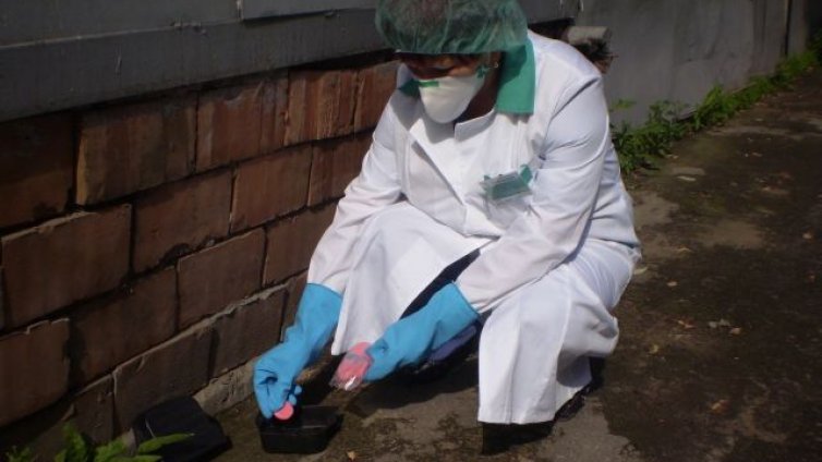 Дератизация на канални шахти и дерета започва в община Варна