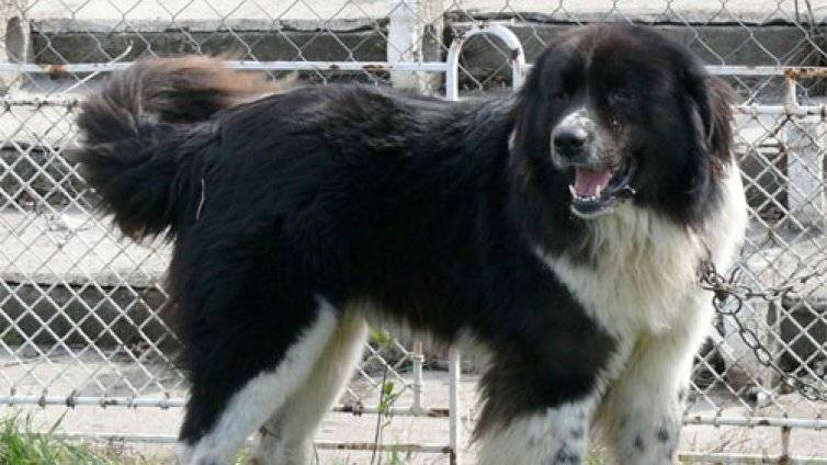 Каракачанка нападна 6-годишно момиченце