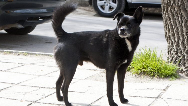 Природозащитник: Отговорността за инциденти, свързани с домашни животни е изцяло на стопаните им