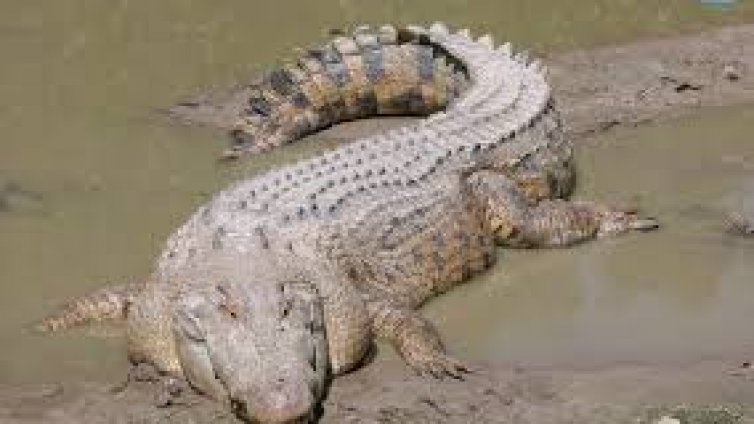 Мексикански кмет се ожени за крокодил