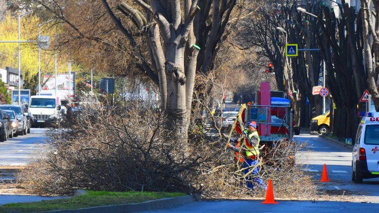 Санитарна сеч на ул.&quot;Пирин&quot; във Варна (СНИМКИ)