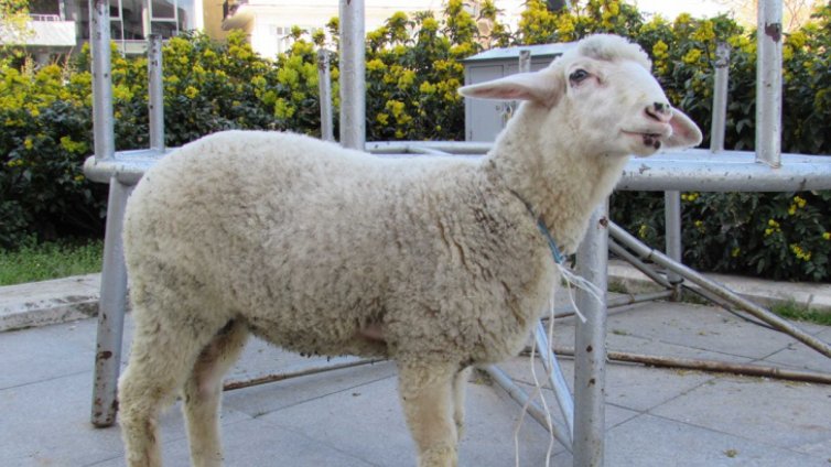 БАБХ конфискува 304 живи агнета