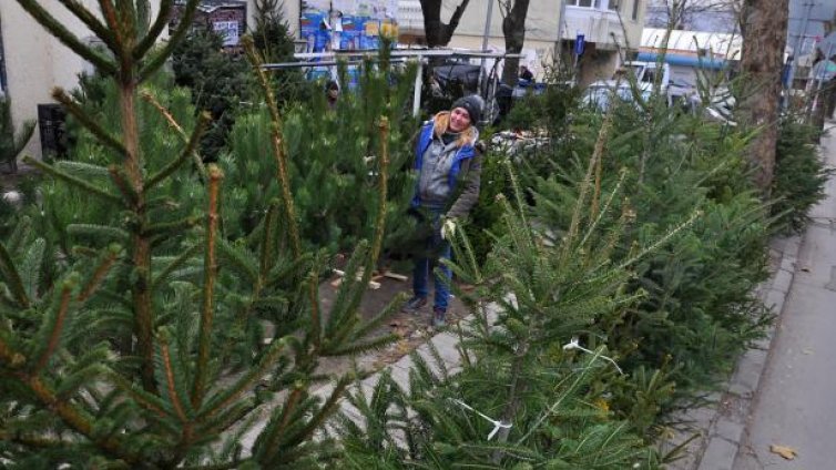 Горските подготвиха елхи за продажба