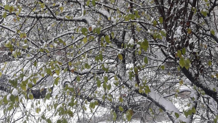 10 от пуснатите 120 фазана в Ловния парк в София вече са мъртви