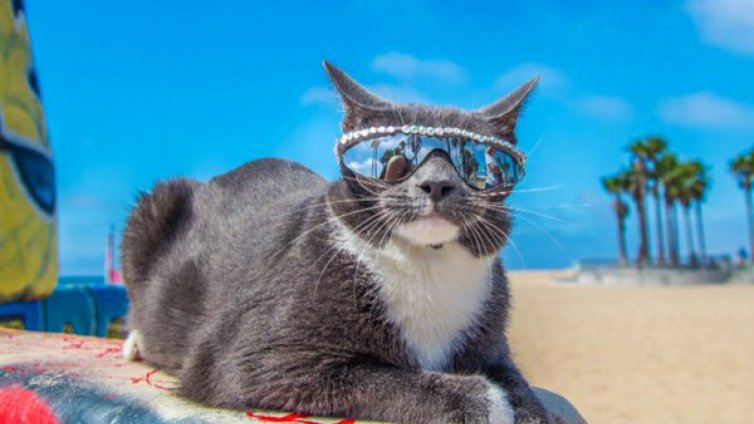 Котка, родена без клепачи, стана интернет сензация
