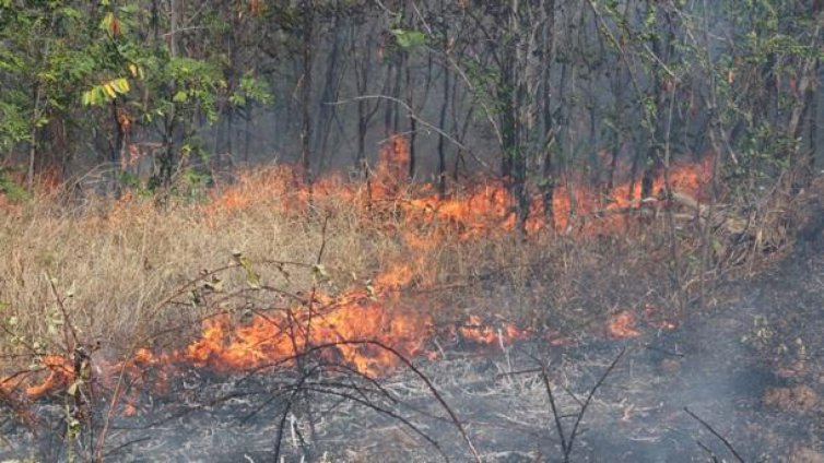Смесена гора и сухи треви горят в крайграничната община Болярово