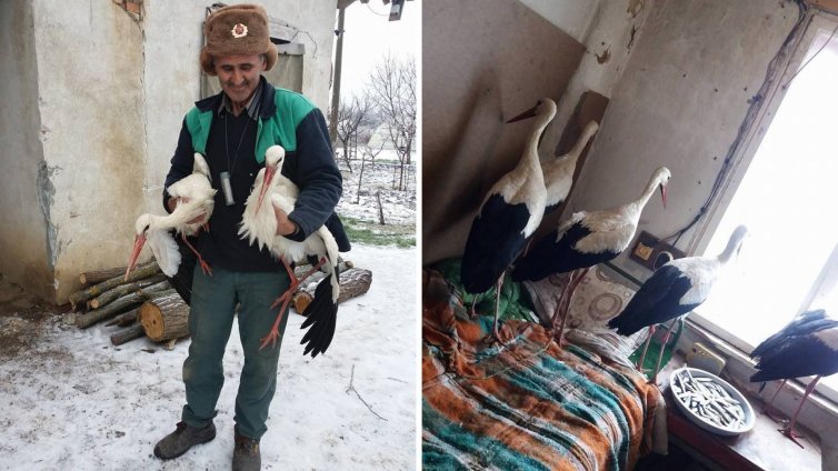 Щъркелите остават при Халид! Той ще ги пусне на свобода