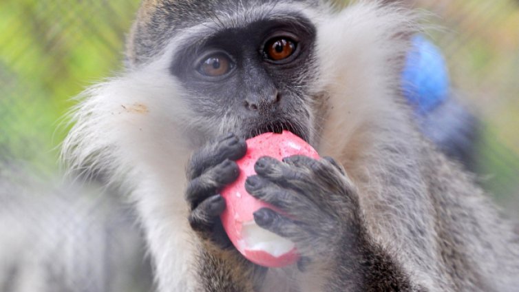 Световния ден за защита на животните отбелязваме днес