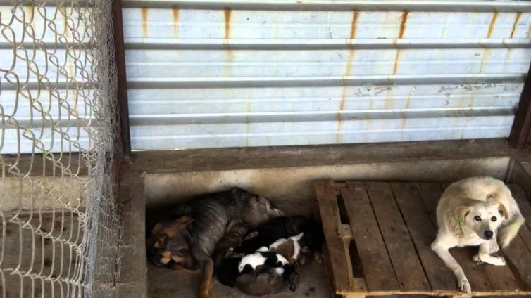 Виц на деня - 29 август 2020