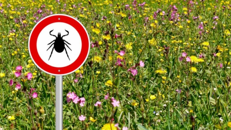 Кърлежи хапят на 20 души на ден във Варна