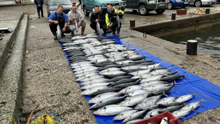 Морето край Царево "завря" от паламуд