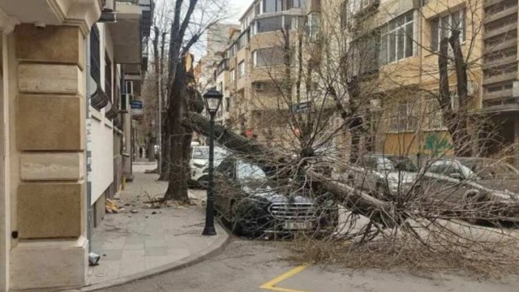 Дърво падна върху автомобил в центъра на Варна