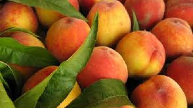 Приемат молби за подпомагане на земеделските производители oт септември